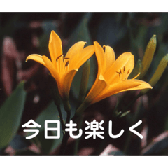 [LINEスタンプ] こころ休まる花と風景(11)