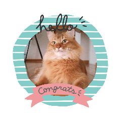 [LINEスタンプ] ソラくんの日常スタンプ