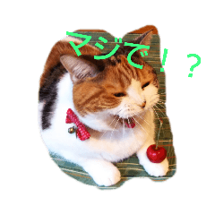 [LINEスタンプ] 猫のさくちゃんスタンプ