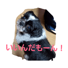 [LINEスタンプ] シーズー MOCOのボヤキ