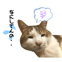 [LINEスタンプ] 甘えん坊猫のらら君【実写版②】