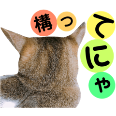 [LINEスタンプ] かわいいの天才 我が子からのメッセージ