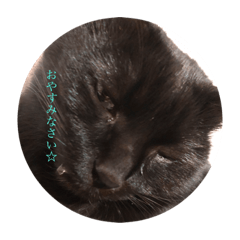 [LINEスタンプ] 猫ぜといっしょ