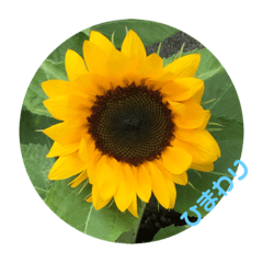 [LINEスタンプ] みわんのお花集