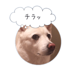 [LINEスタンプ] まだまだおしゃべりカレン