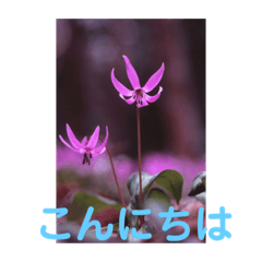 [LINEスタンプ] こころ休まる花と風景(10)