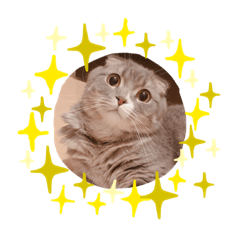 [LINEスタンプ] スコティッシュのたんごちゃん