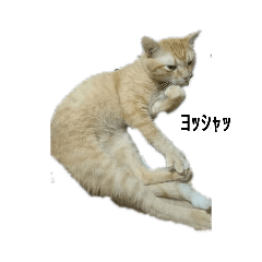 [LINEスタンプ] ワンちゃん＆ネコちゃん