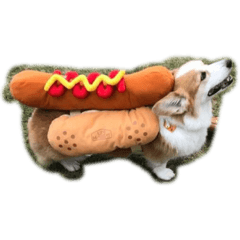 [LINEスタンプ] 我が家のコーギーさくら