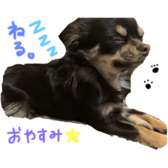 [LINEスタンプ] はなつめいwithくろちび