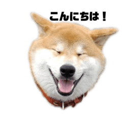 [LINEスタンプ] 芝いぬ  さくら2