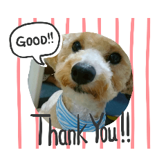 [LINEスタンプ] 愛犬まるぷー
