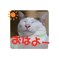 [LINEスタンプ] 三毛猫つくし