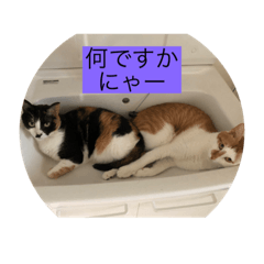 [LINEスタンプ] コロすけとみゃーこ