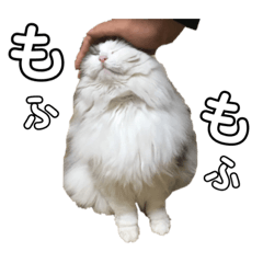 [LINEスタンプ] うちの飼い猫（ツナ）スタンプ第1弾