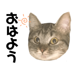[LINEスタンプ] 癖の強いねこ