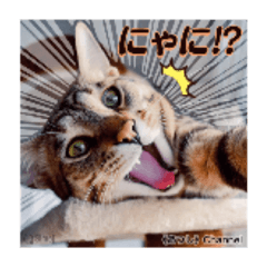 [LINEスタンプ] 可愛い猫キュンとくる