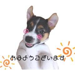 [LINEスタンプ] ジャックラッセルテリアのまりも