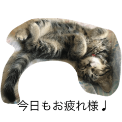 [LINEスタンプ] マンチカンのレオ