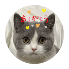 [LINEスタンプ] そらくん♂ブリティッシュショートヘア