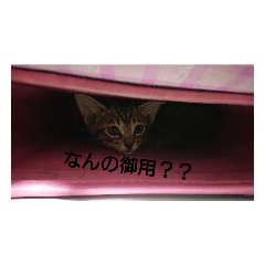 [LINEスタンプ] everycat