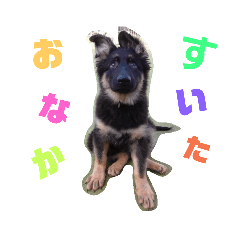 [LINEスタンプ] ジャーマンシェパードきょうだい