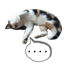[LINEスタンプ] 写真スタンプ・もふちゃん