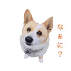 [LINEスタンプ] 沙羅ちゃん可愛いコーギー