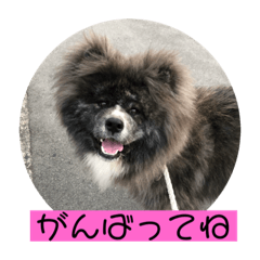 [LINEスタンプ] akitainu  ryuga