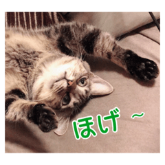 [LINEスタンプ] ロックフィールド家の猫たち3