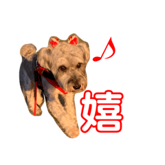 こんにちはシュガーです