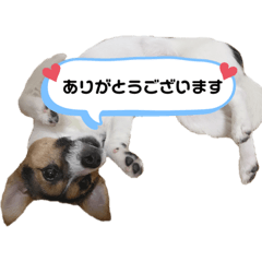 [LINEスタンプ] ジャックラッセルテリアのまりもPart2