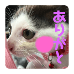 [LINEスタンプ] 私はみいこ