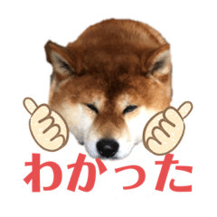 [LINEスタンプ] モコしろ参上〜番外編 ゴン太だよ