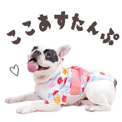 [LINEスタンプ] ここあスタンプbyKumicco
