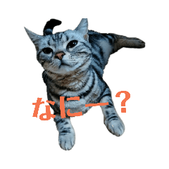 [LINEスタンプ] ぷりんちゃんのスタンプ集