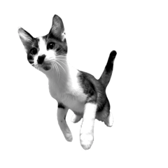 [LINEスタンプ] 猫写真スタンプ（白黒）の画像（メイン）