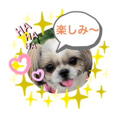 [LINEスタンプ] 愛犬 シーズー 茶美 3