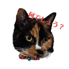 [LINEスタンプ] 三毛猫みいこさん