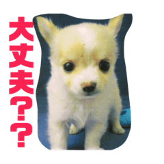 [LINEスタンプ] 蓮くんのご挨拶