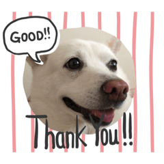[LINEスタンプ] かれんなカレン