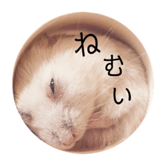 [LINEスタンプ] ジャンガリアンのムギ