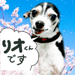 [LINEスタンプ] 食いしん坊チワワ リオ君 基本の挨拶編