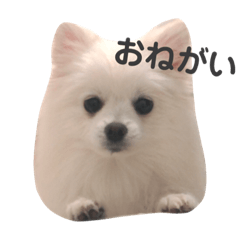 [LINEスタンプ] ぽめちゃんスタンプ