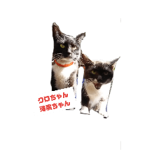 [LINEスタンプ] クロちゃん＆薄黒ちゃん