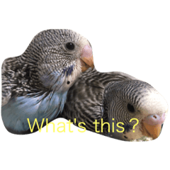 [LINEスタンプ] cute my bird
