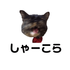 [LINEスタンプ] VIVAにゃーこ