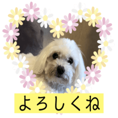 [LINEスタンプ] ひまりぃぬ