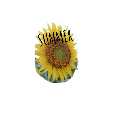 [LINEスタンプ] ひまわりSUMMER