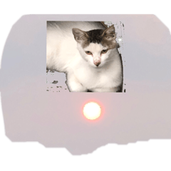 太陽の丸さを猫子猫明るい